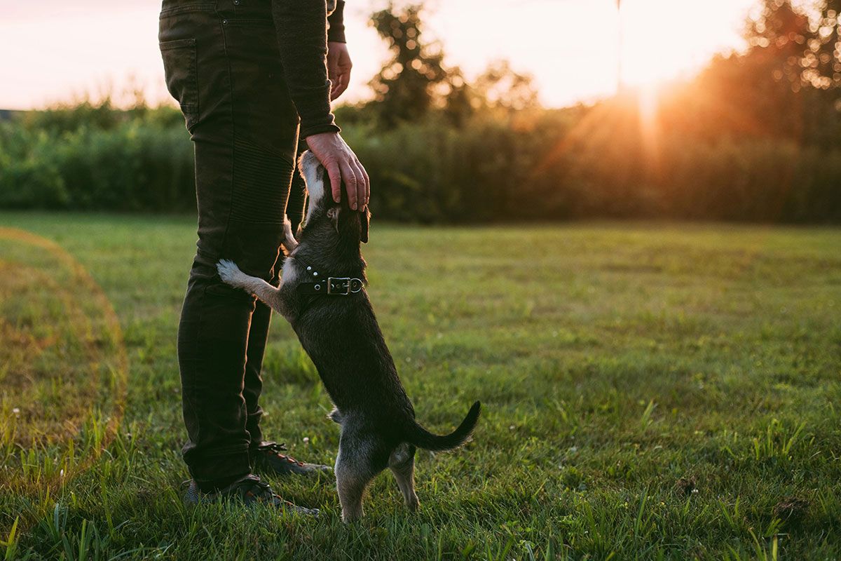 Poop Patrol - Your partner in keeping your place clean from dog poop in Harwich.
