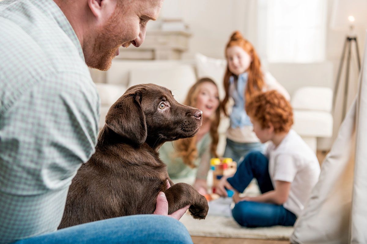 Many people take on the joys of a new puppy at Christmas. In this article, Poop Patrol looks at responsible dog ownership, and just what it takes to keep us and our four-legged friends to live in harmony!
