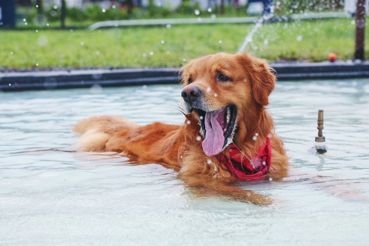 Ahead of this weekend's scorcher, Poop Patrol takes a look at how to keep our furry friends cool and safe. This piece on keeping dogs safe in hot weather should help you to keep your hounds happy.