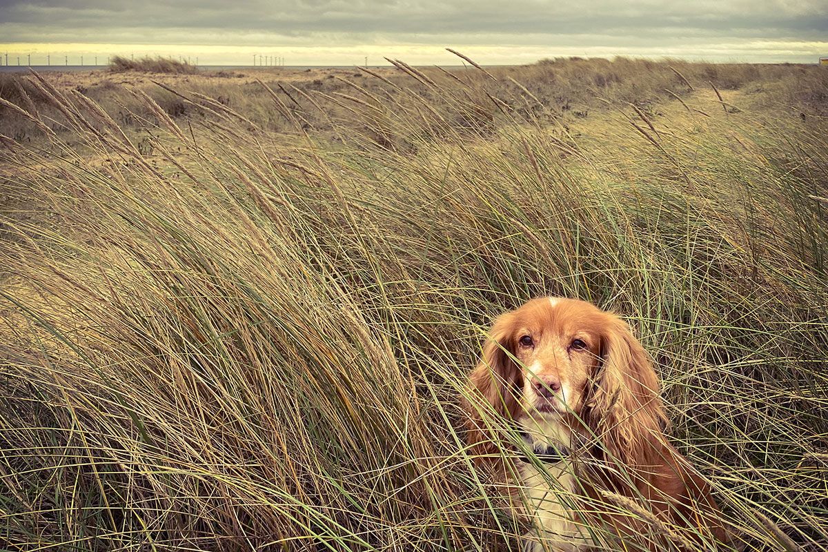 Summer brings the added peril of grass seeds. Grass seeds and dogs is not a friendly co-existence, with the seeds often causing significant medical issues for dogs. Here Poop Patrol look at these issues and how best to avoid them.
