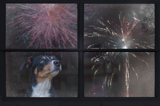 Read Poop Patrol's guide on how to keep dogs and pets calm during Fireworks Night.