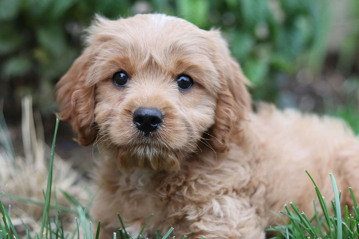 Poop Patrol serves the resident of Dedham, helping to keep gardens clean and healthy.