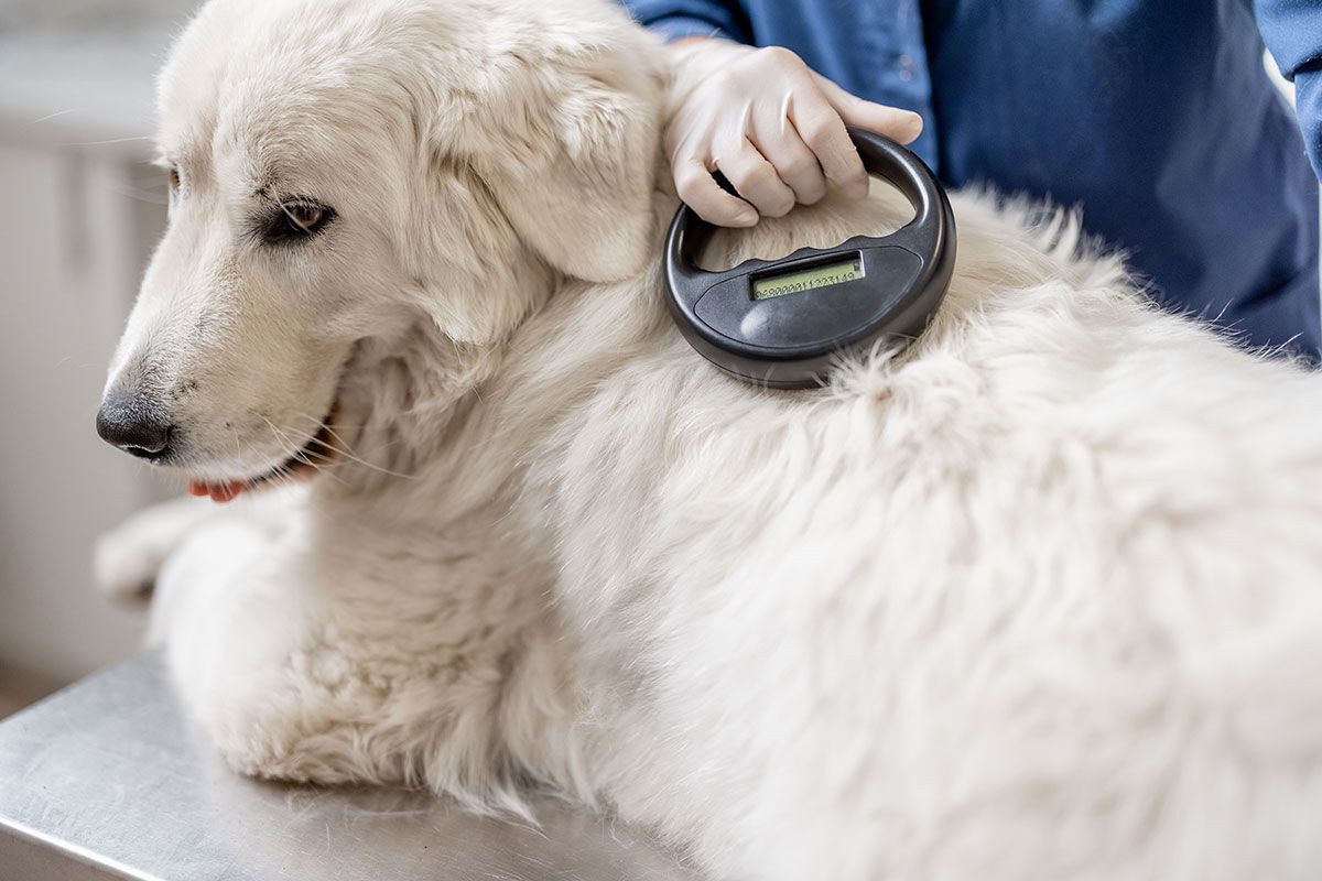 Poop Patrol looks at the importance of microchipping your dogs and pets to keep them safe during National Pet Microchipping Week.