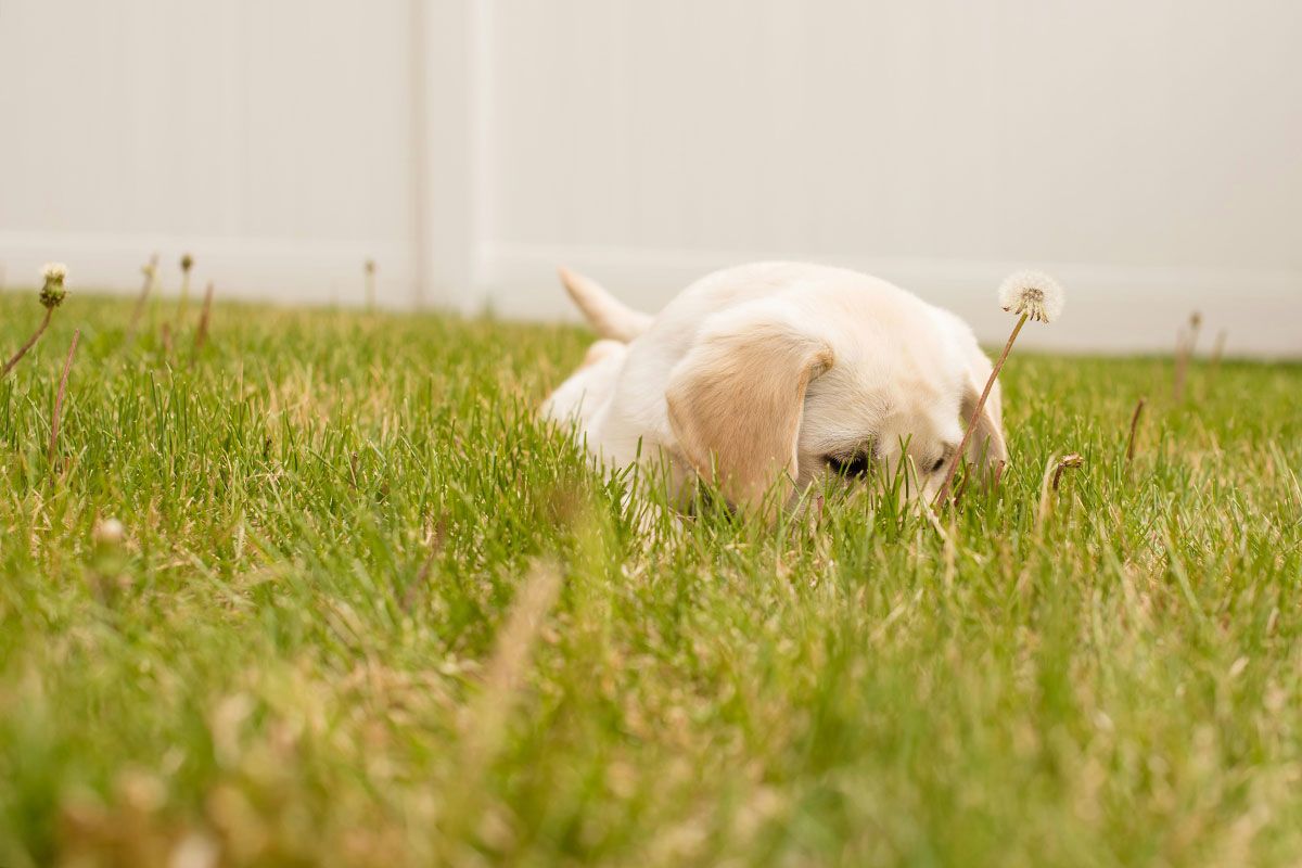 The premier dog waste clearance service for Walton-on-the-Naze; Poop Patrol.