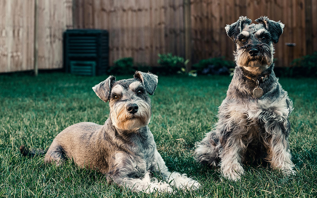 Happy dogs enjoying a clean garden thanks to Poop Patrol's expert dog poop removal services.