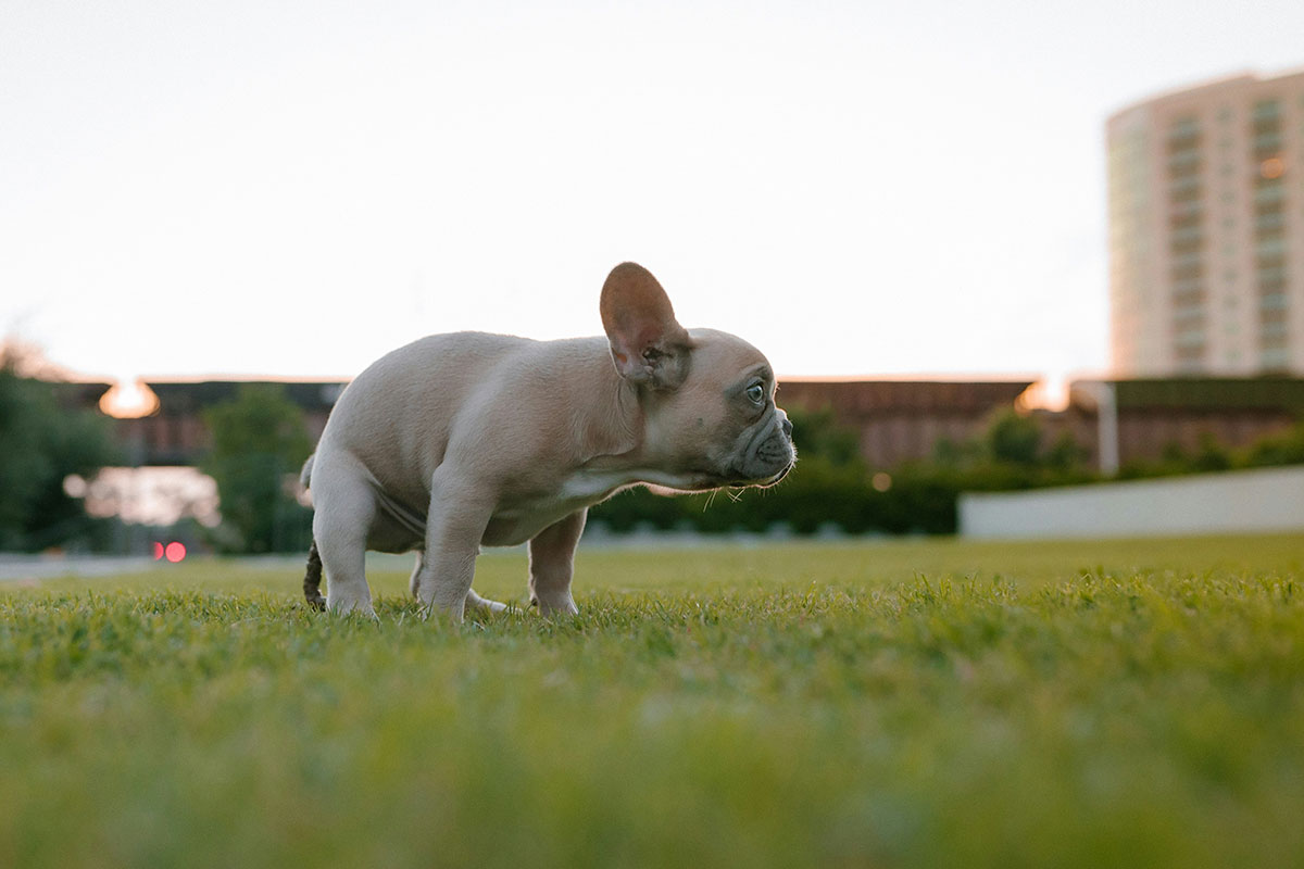 Find out about Poop Patrol's one-off dog excrement removal services!