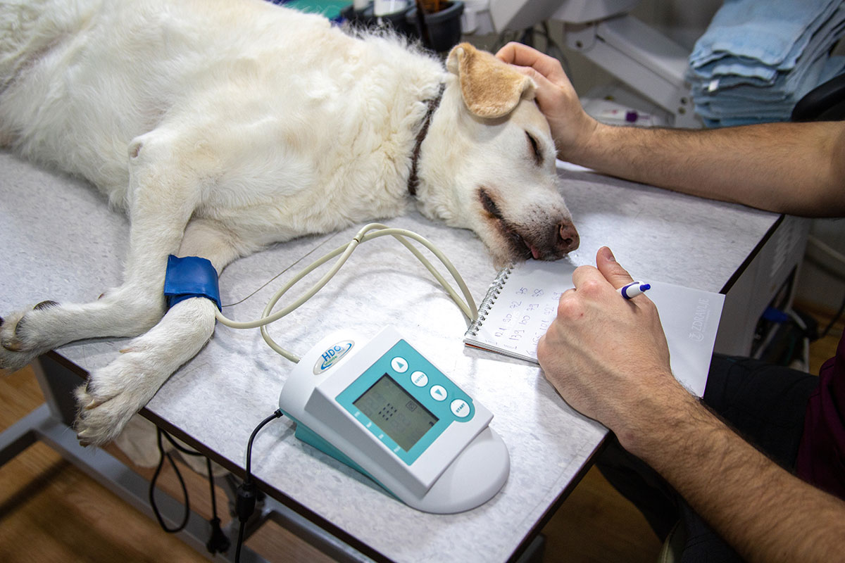 Celebrate World Veterinary  Day and those who work so hard to look after our canine friends.