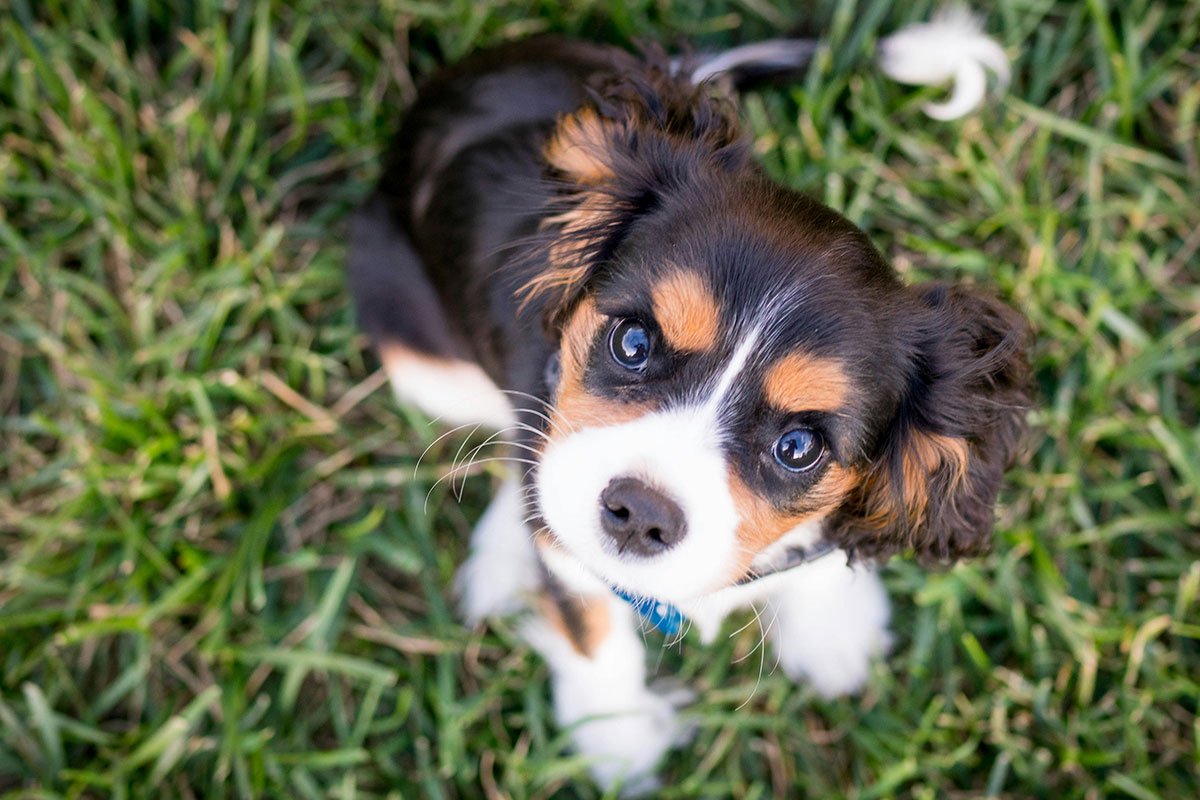 Poop Patrol is here to help dog owners in Clacton-on-Sea to keep their gardens clear of dog waste.