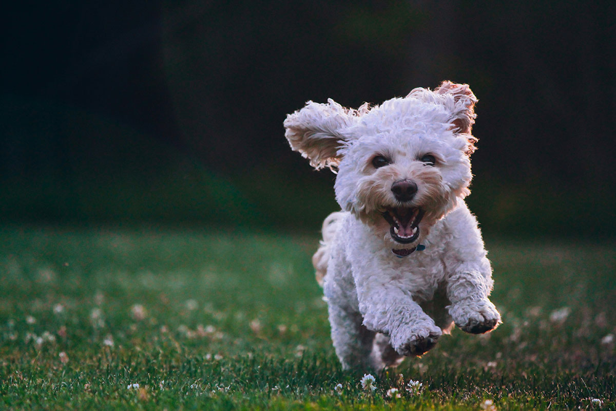 Poop Patrol can help you to keep your outside spaces clean and healthy from dog waste either with regular visits, or one-off cleans.