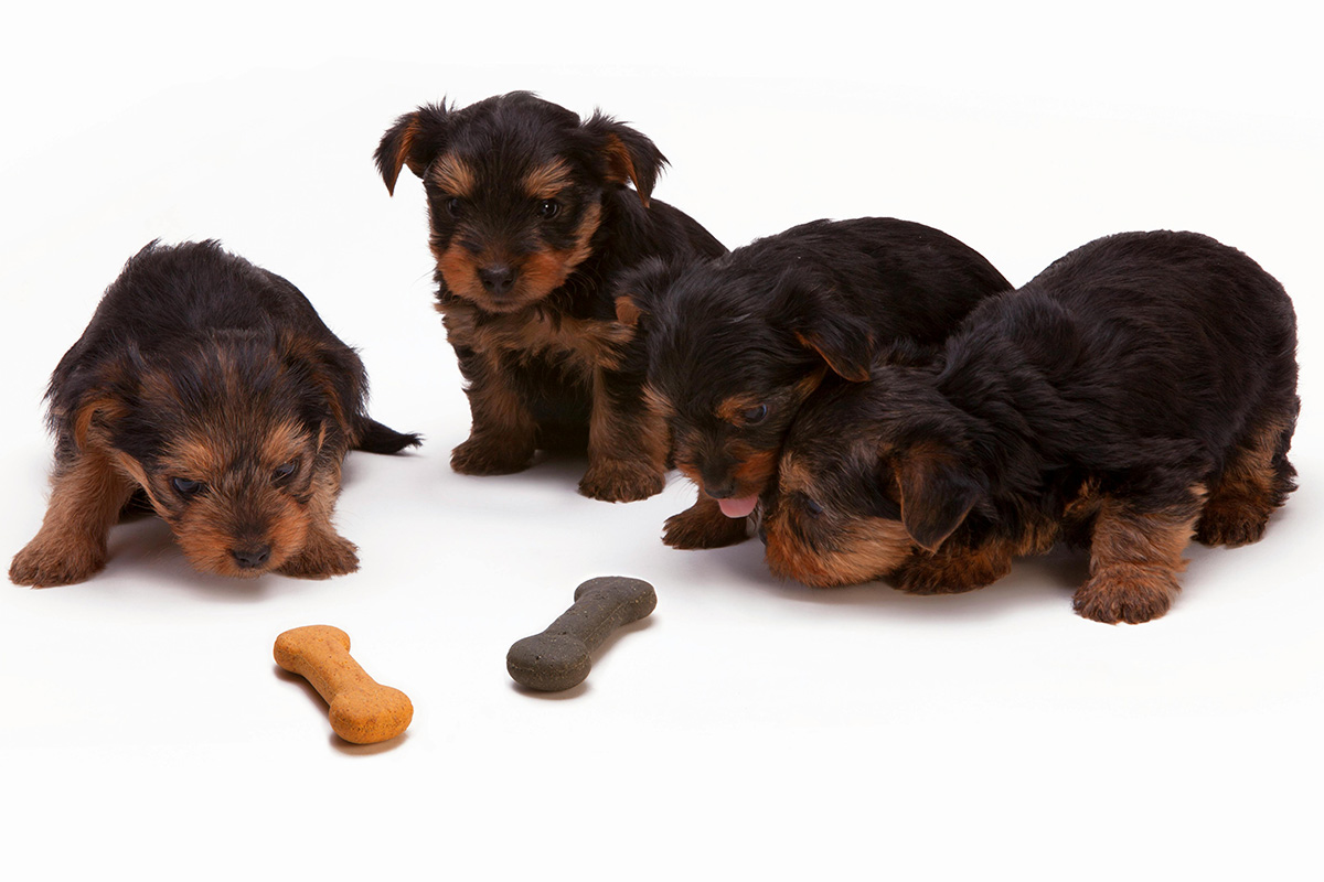 Whilst the UK is in 'Organic September', Poop Patrol takes a look at Organic Dog Food and some of the challenges associated with it.