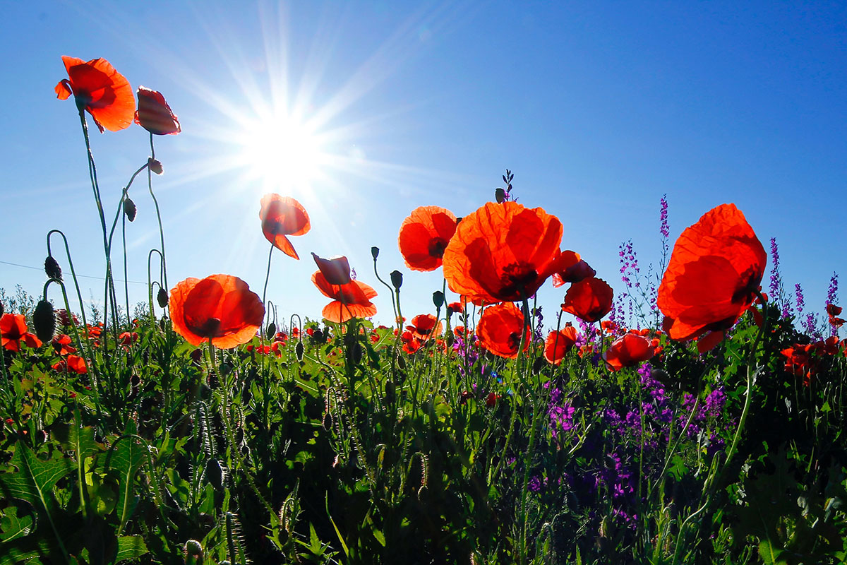 This Remembrance Sunday, Poop Patrol looks at the role our beloved dogs have played in past conflicts, and how they continue to today.