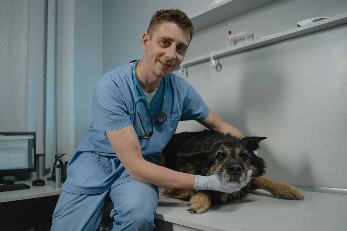 On International Veterinary Medicine Day, Poop Patrol look at the importance vets play in looking after our beloved dogs.
