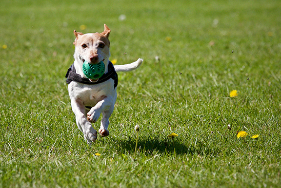 Everything you need to know about Canine Fitness Month and how you can look after your hound!