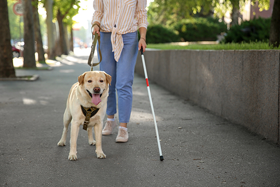 International Guide Dog Day gives us the chance to look at these amazing dogs, and how they support people with visual impairment.