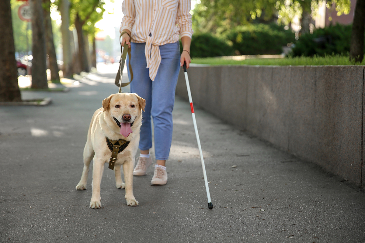 Celebrate International Guide Dog Day!