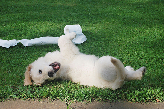Learn about how you can manage dog toilet training at home to make like easier, and less messy.