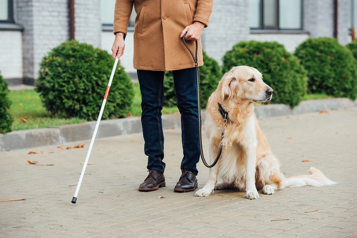 Poop Patrol looks at the importance of Assistance Dogs to celebrate their international week!